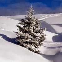 Stéphane  Berchtold