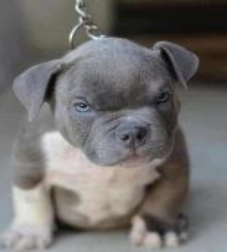 Aris Murat Dülgeroğlu